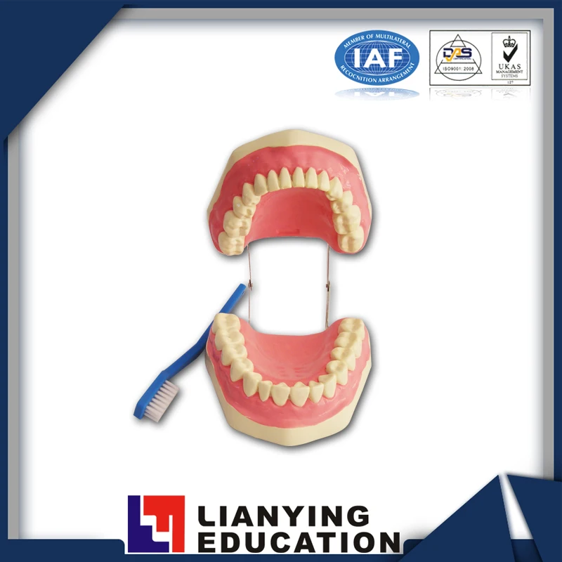 Human dental model for demonstrating tooth brushing