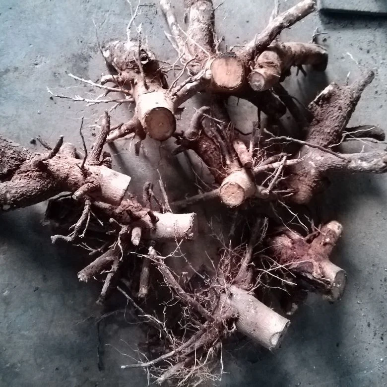 
 Вырезки корней павловнии, саженцев и пенней.  