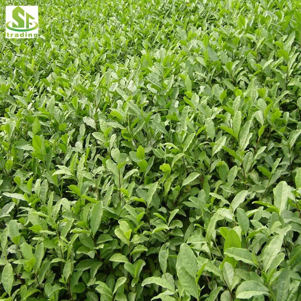 Chinese Famous Green Tea High Mountain Green Tea Gaoshan Yunwu Green Tea