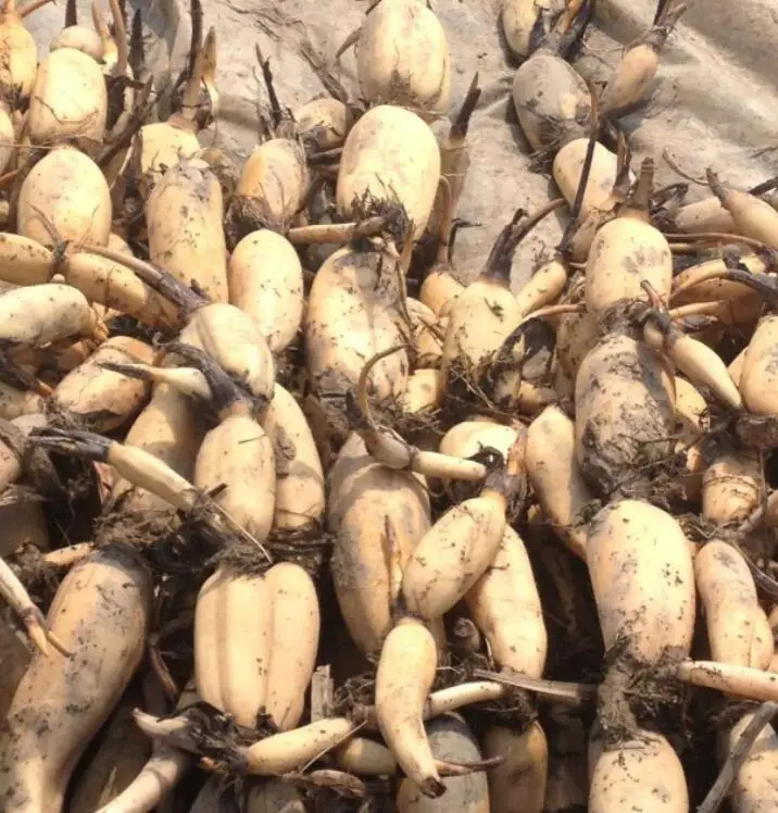 
New collected fresh Nelumbo nucifera Rhizome Lotus roots for sale 