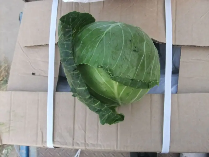Export High Quality Green Chinese Long Time Packing Fresh Cabbage Top Grade Product Carton Mesh Bag Package