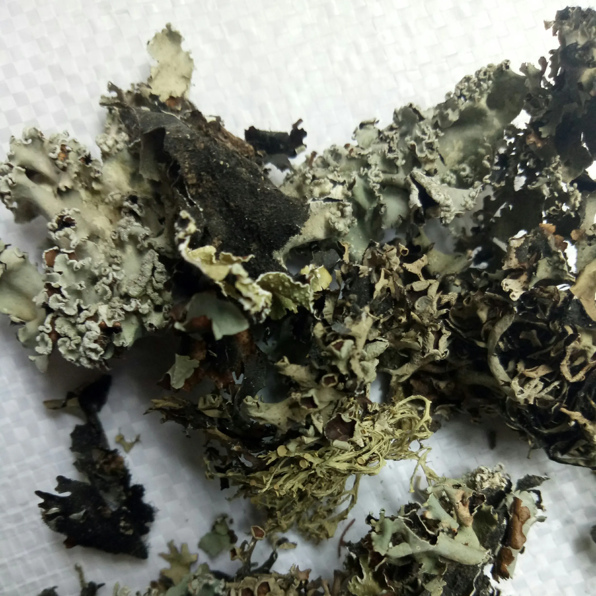 Сырье Ши Хуа, натуральное сухое цельное растение для здорового питания, Parmelia saxatilis