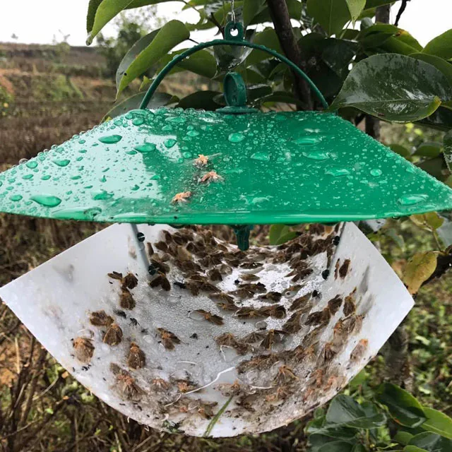 Tea tussock moth Arna pseudoconspersa pheromone lure pheromone trap