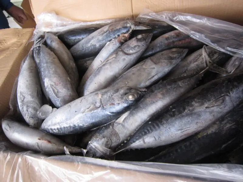 Frozen W/R Bonito Tuna (1kg+) A+