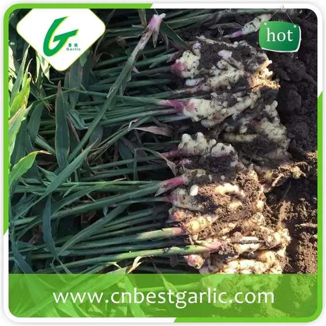 Цена завода Жира Китайский Имбирь Зрелые