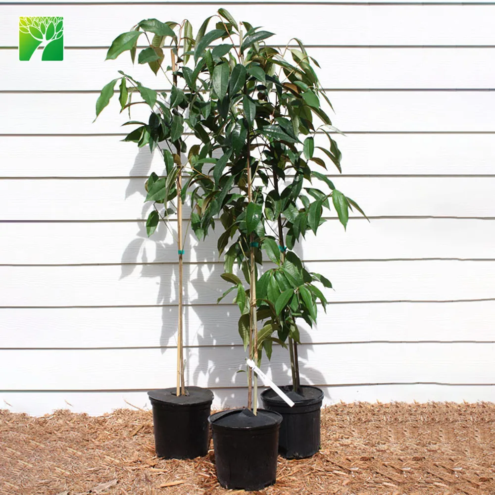 
 Умеренная устойчивость к засухе, семена фруктовых растений, фикус руюанский, кайнито саплин  