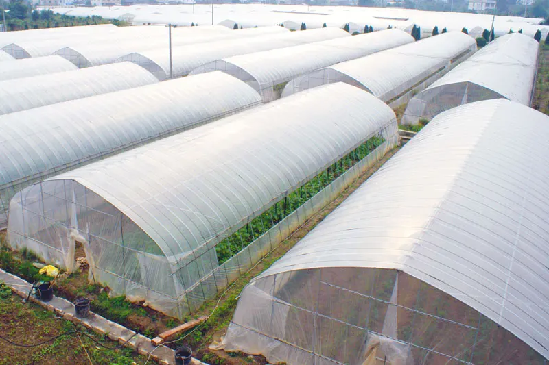 
low cost tomato growing tunnel hitech polyhouse greenhouse 