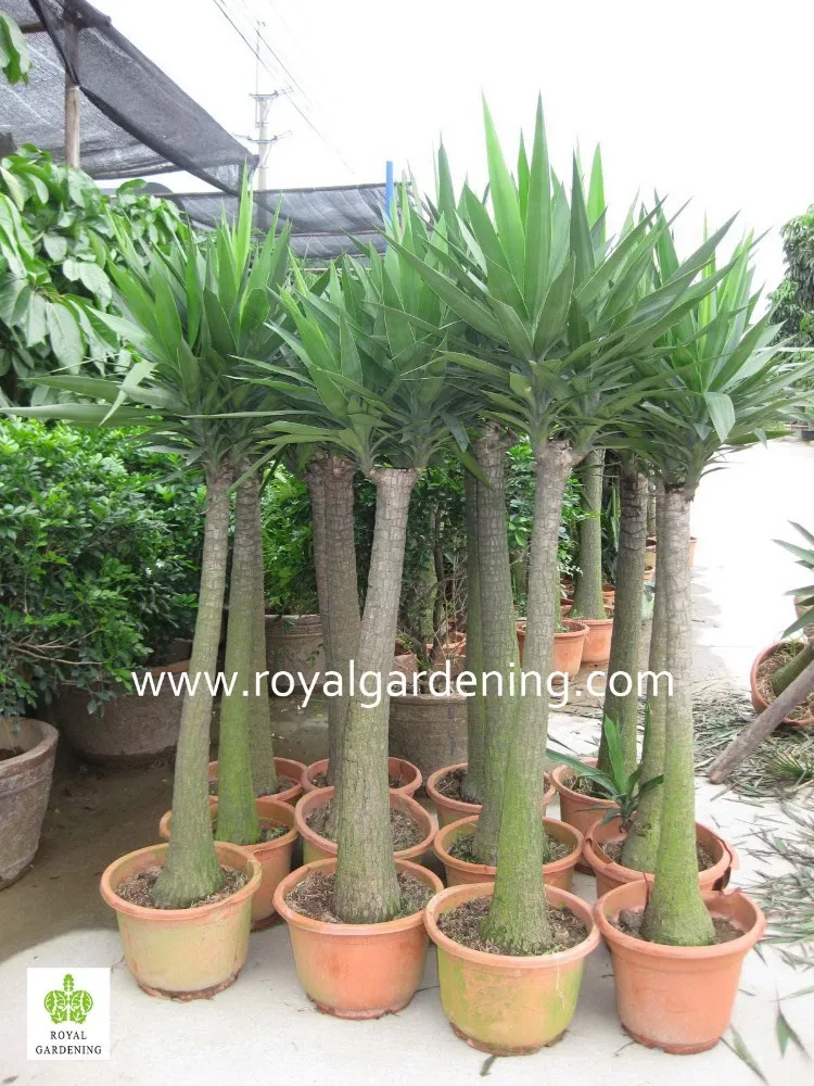 
Yucca elephantipes Ornamental Plants 