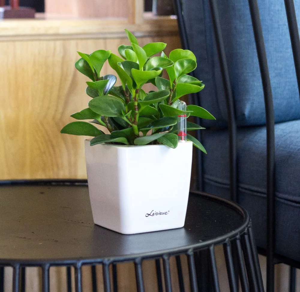 Leizisure Tropical Bonsai Plastic Flower Plant Pots With Self-watering Function