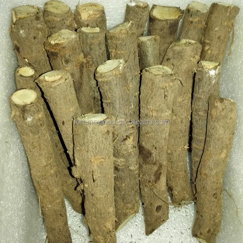 
China cold resistant princess tree root cutting and rootstock plants for timber 