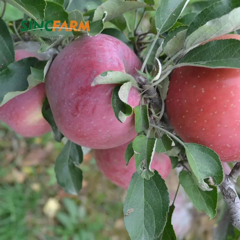 Big Size Grade A Chinese Red Fuji Apples