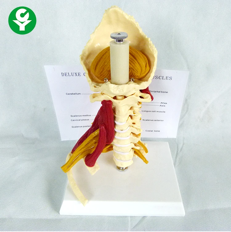 Advanced muscled and nerve 1:1 Human Cervical Vertebra Medical Model