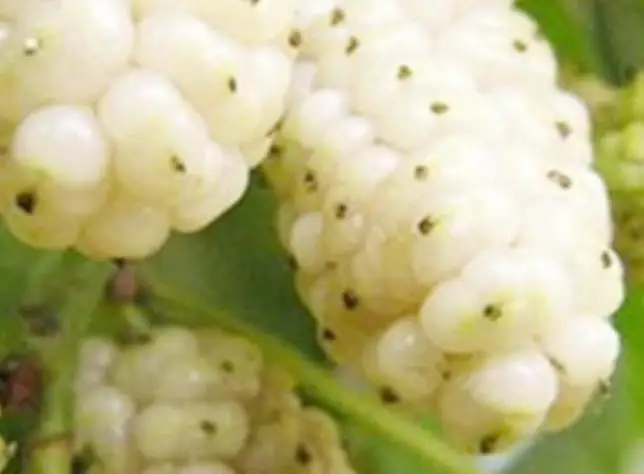 
400 seeds NON-GMO white mulberry seeds for planting 