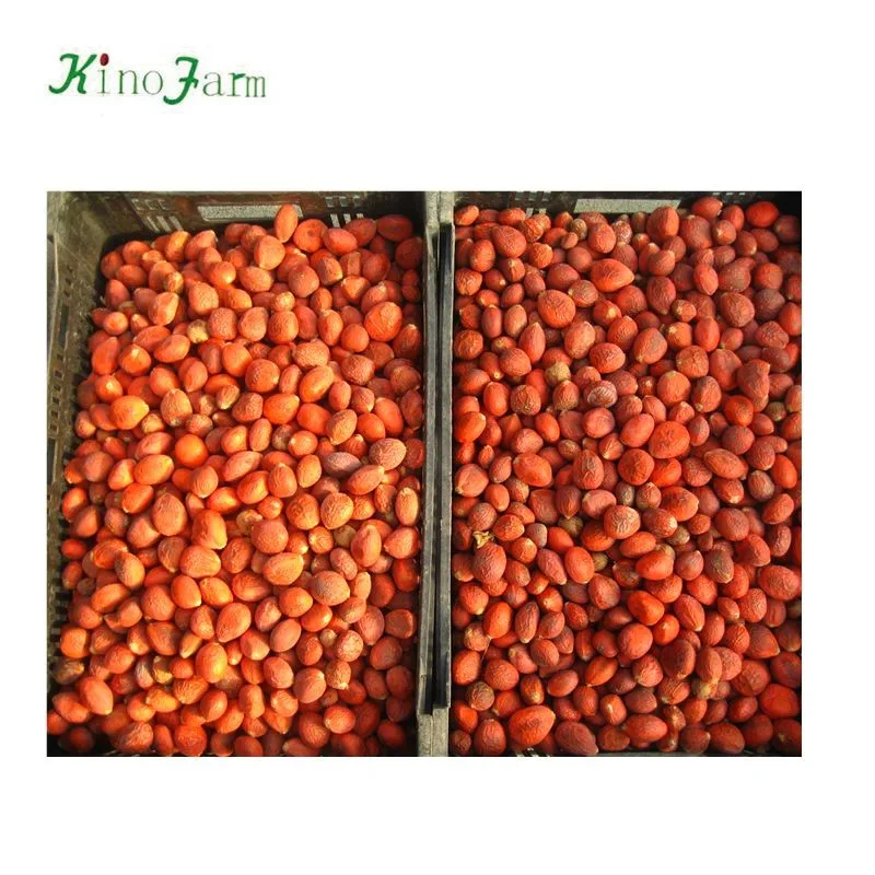 
zhangzhou kinofarm sago palm seeds 