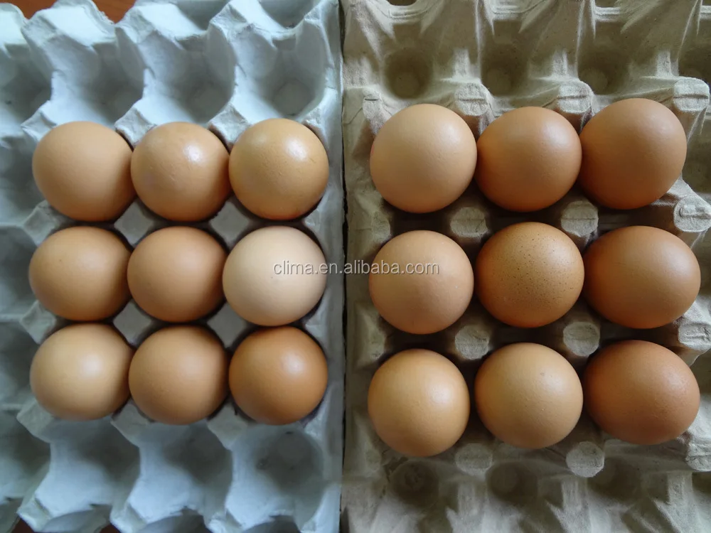 paper pulp egg tray molding machine egg box making machine