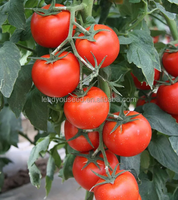 
AT491 Yama high production indeterminate tomato seeds prices 