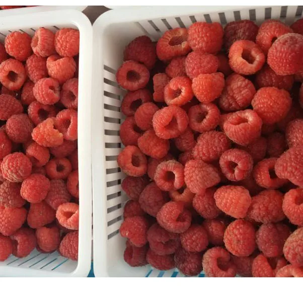 
new season good quality good price Frozen Raspberry whole IQF Raspberry whole Individual Quick Frozen Raspberry 