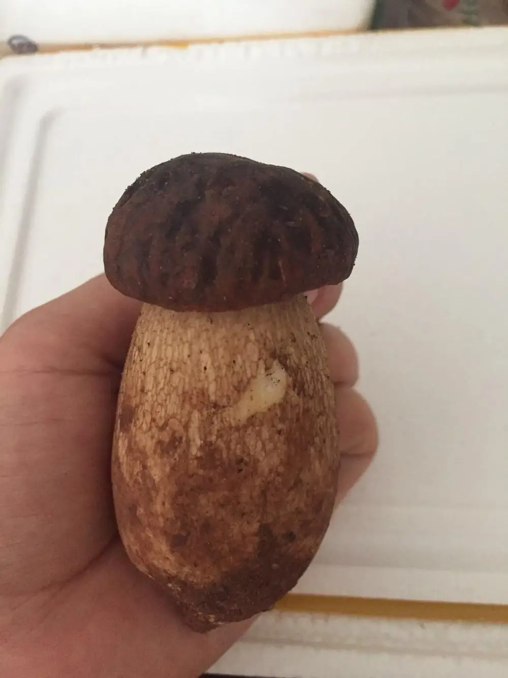 
Detan Forest Boletus Edulis Mushroom 