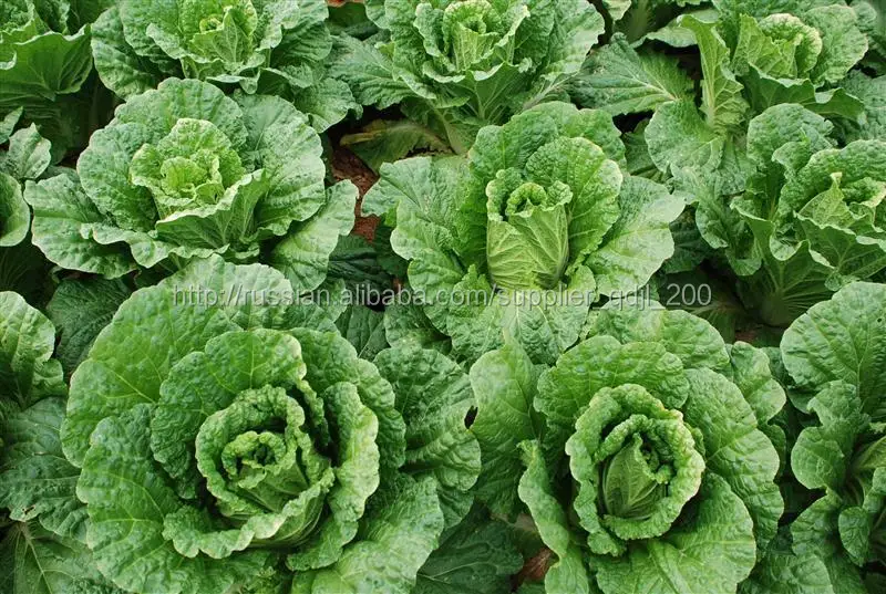 жидкое лиственное удобрениe аминокислоты из бурых морских водорослей