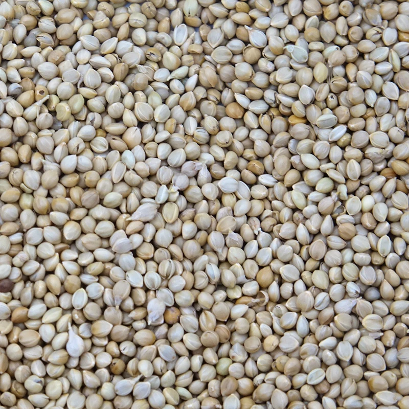 
New crop white foxtail millet for bird seed 