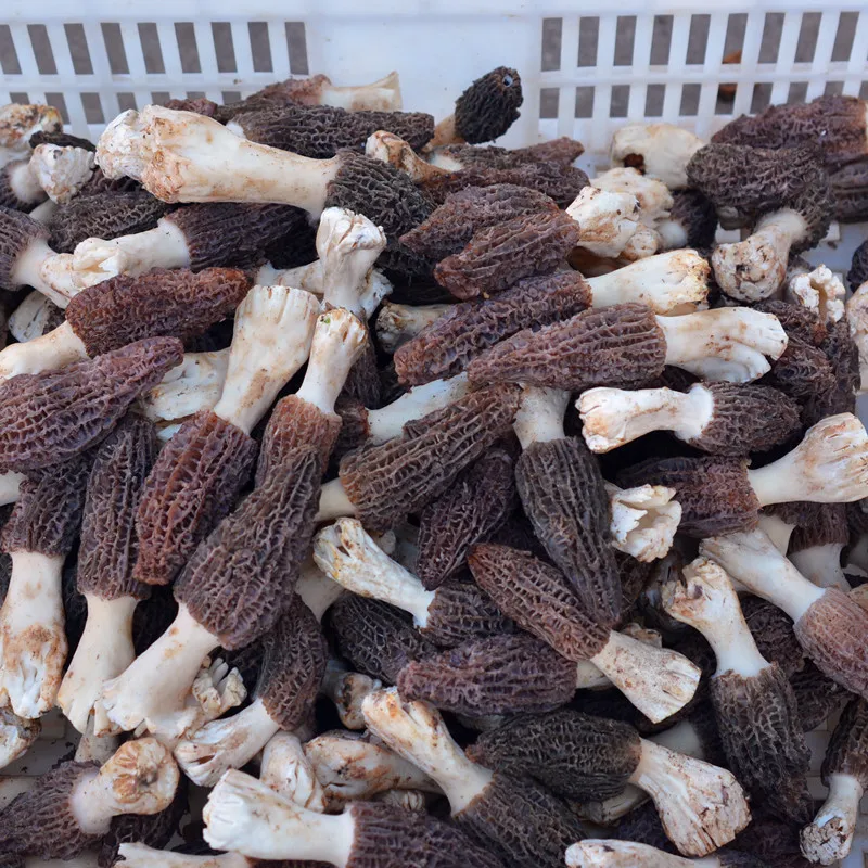 Detan Fresh Morchella Mushroom Production Price