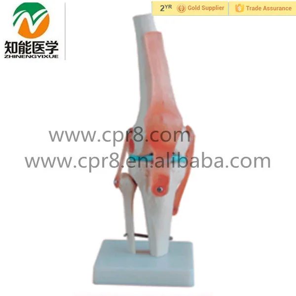 Artificial Natural size anatomical skeleton model, human knee joint model A1025