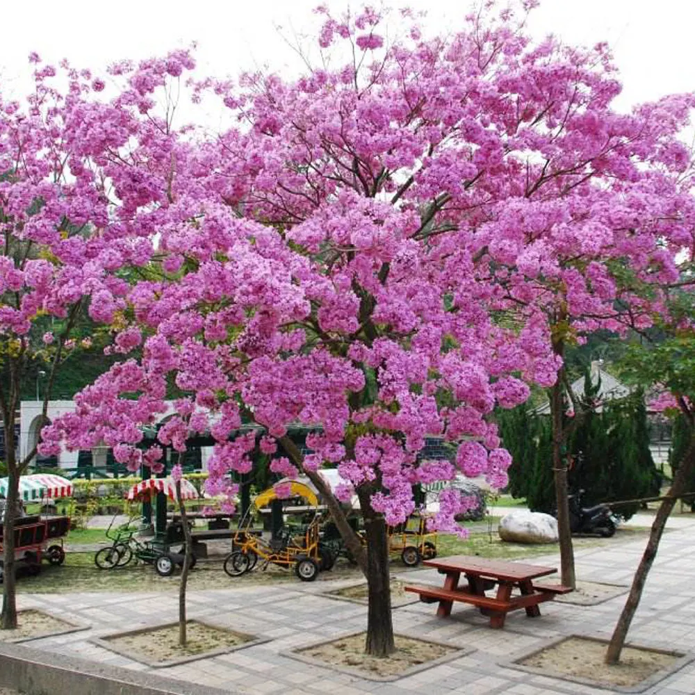2021 Tabebuia pentaphylla seeds/Tabebuia pentaphylla seeds for Afforestation tree