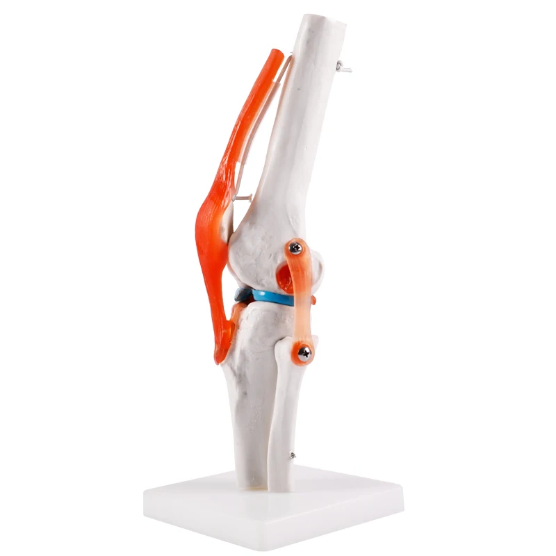 BIX-A1025 Life size human knee joint skeleton model