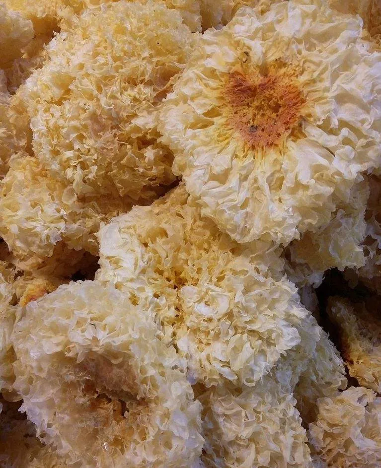 
Detan Fresh white wood ear mushrooms 