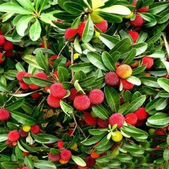 
Yangmei Dingaomei Waxmyrtle Seed Yumberry Fruit Tree 