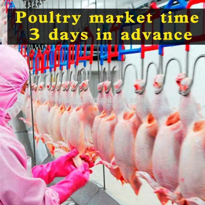 
POL-03 PANGOO , Probiotic feed for broiler 