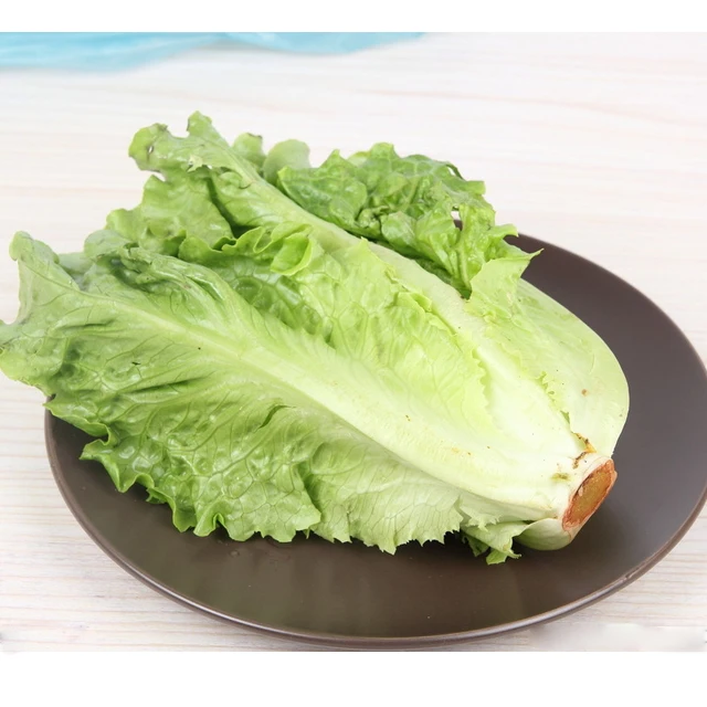 
Suntoday Hydroponics vegetable salad green romaine lettuce seeds 1kg/bag 