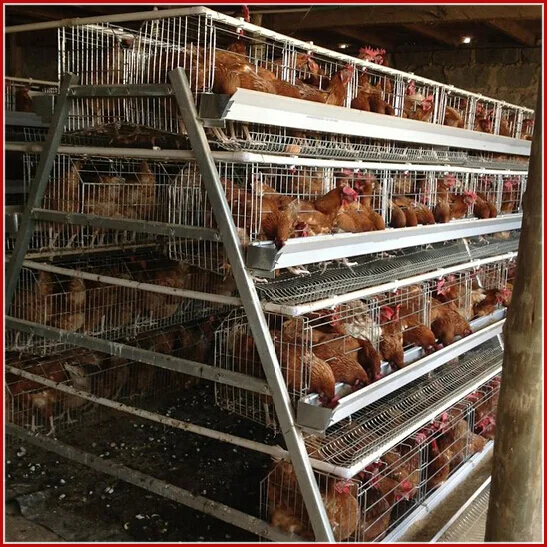 Automatic chicken farm battery cages laying hens for poultry equipment