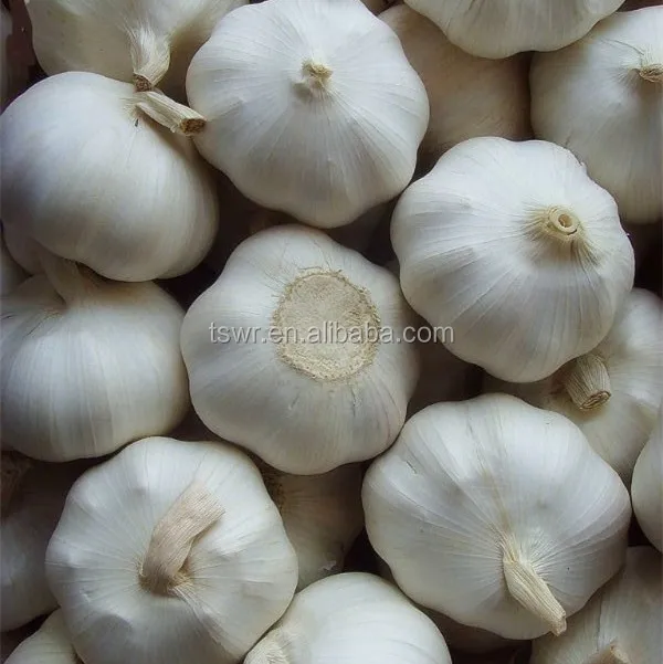 Fresh normal white garlic on sale China garlic price dried garlic