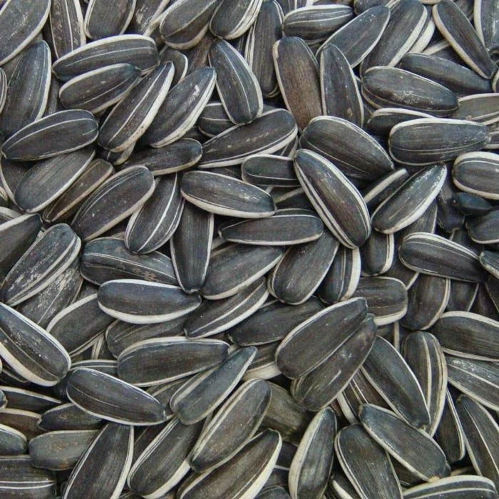 
crop 2020 Sunflower Seeds 
