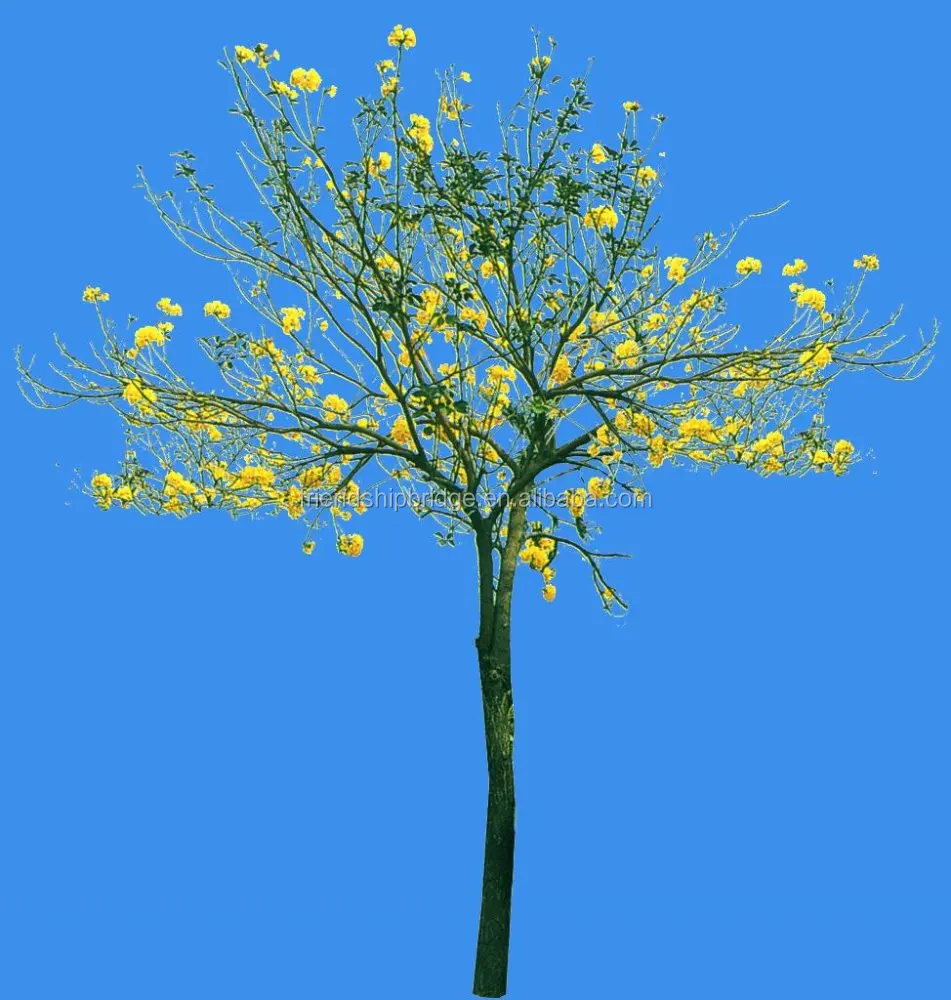 
Tabebuia chrysantha 