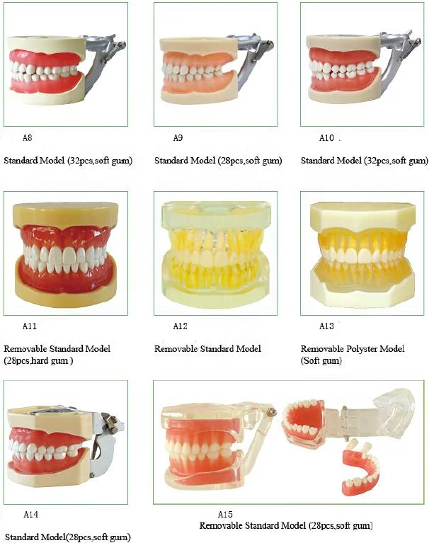 dental tooth demonstration models with DP articulator