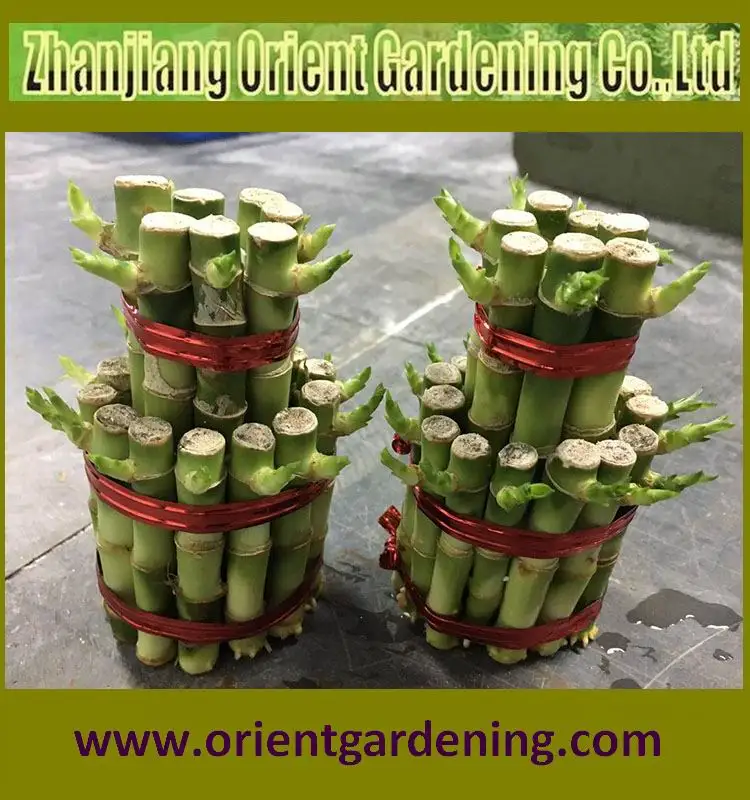 2-tier tower lucky bamboo bonsai dracaena sanderiana indoor decorative plants