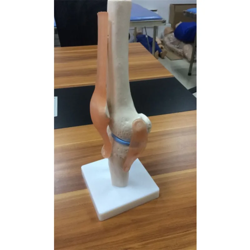 BIX-A1025 Life size human knee joint skeleton model