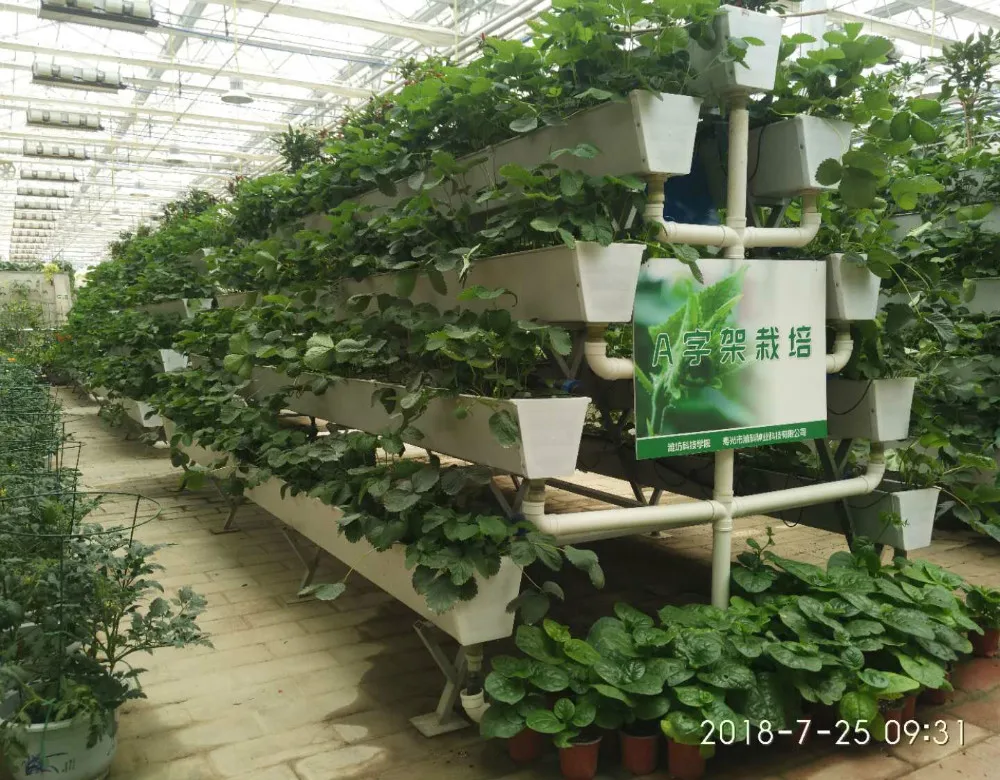 Low cost agricultural hydroponics PC Sheet greenhouse for strawberry/tomato/lettuce/cucumber growing