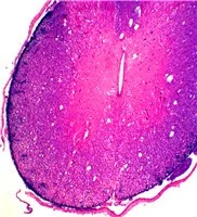 Animal Tissue Microscope Slide Set for Quality Teaching Research Zoology Histology Prepared Slides