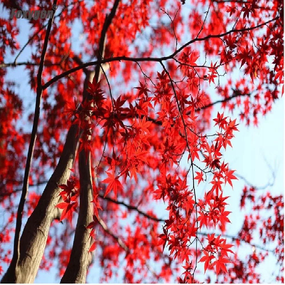 2020 Red Leave High Quality Soft Colorful Stretch Membrane Modern Decorative Acoustic Tile Pvc Ceiling Panel