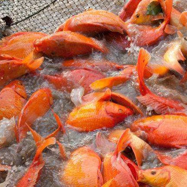 
fresh frozen red tilapia fish 