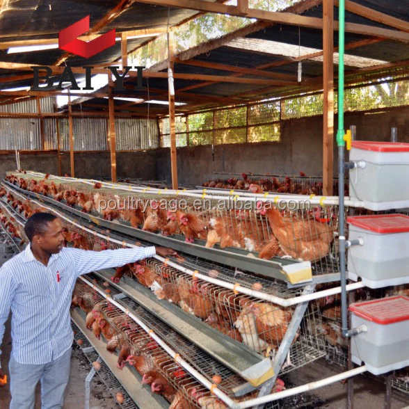 Wholesale Design UAE Chicken Farm Poultry Equipment For Sale