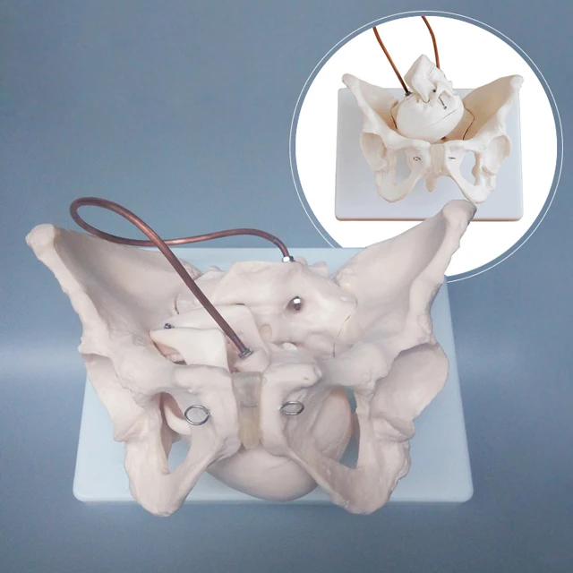 Medical Anatomy Human Skeleton Female Pelvis Model With Infant Skull For Midwifery Training