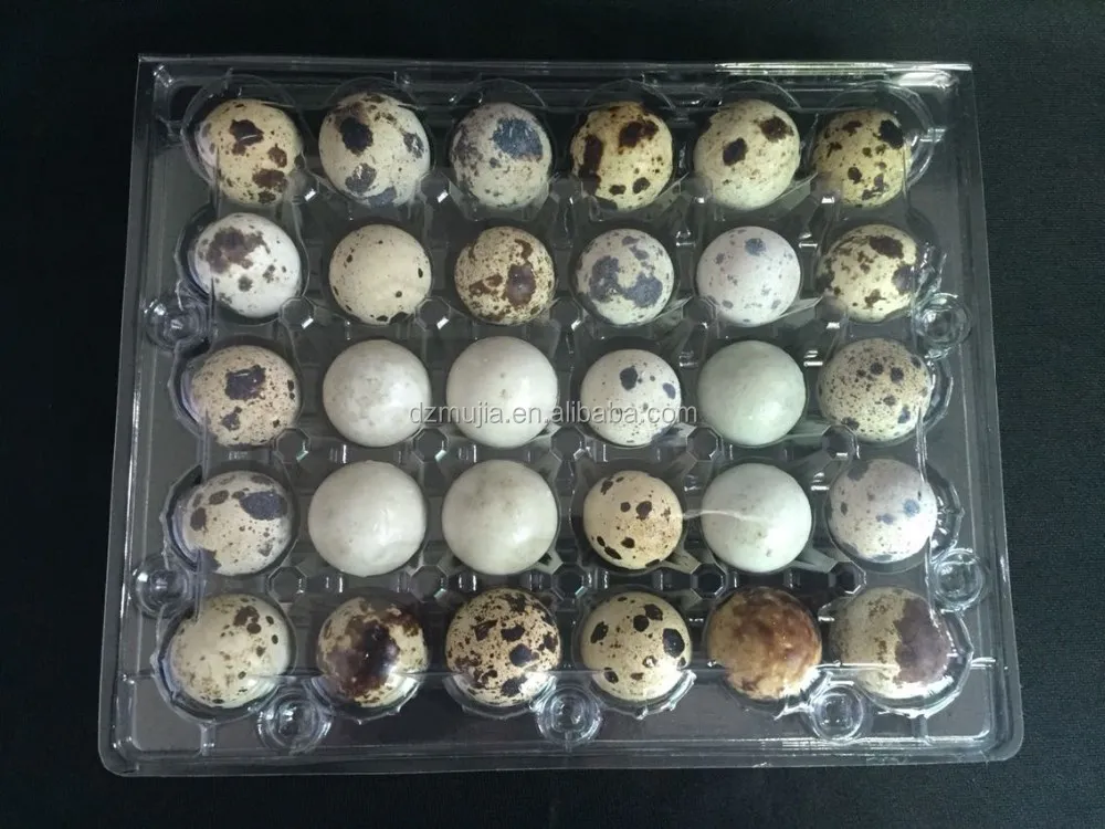Carton packing box Plastic blister quail egg packing box /quail egg tray for sale