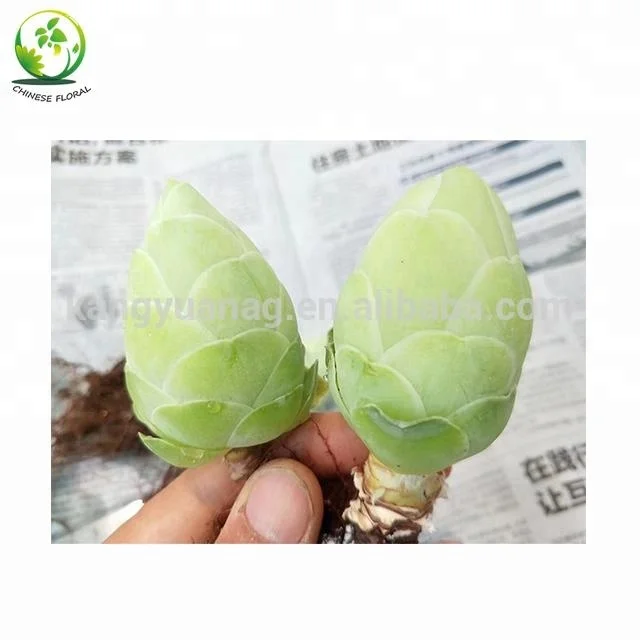 Live Succulent Greenovia diplocycla gigantea