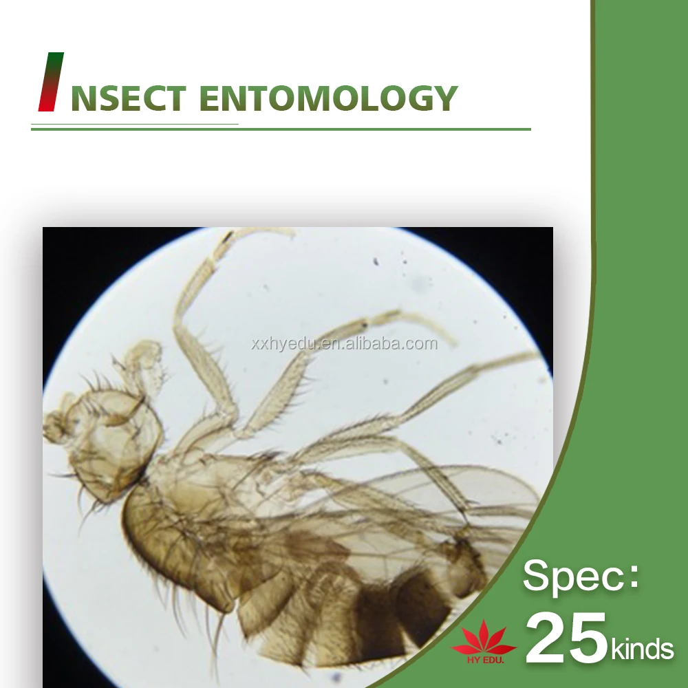 Hot-selling 25 kinds Insects whole mount slides Entomology series specimen microscope slides