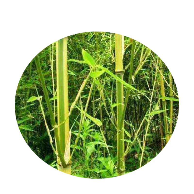 Отбеленная целлюлоза, Бамбуковая целлюлоза