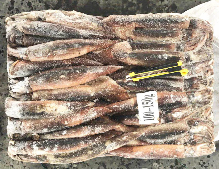 Illex Frozen Whole Round Squid
